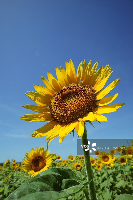 向日葵田：日本神奈川县座间市图片素材