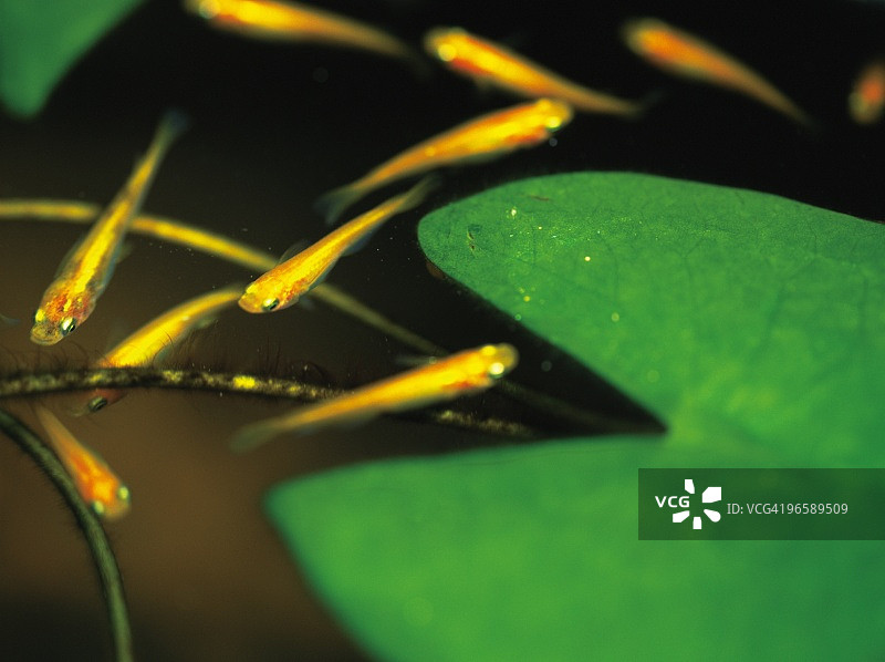 日本青鳉图片素材