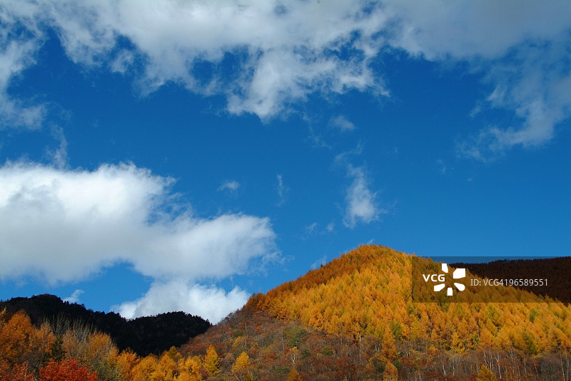 日本长野县乘鞍高原秋叶图片素材