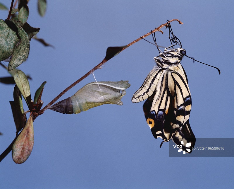 羽化后的凤蝶图片素材