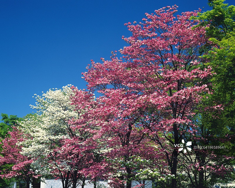 山茱萸花图片素材