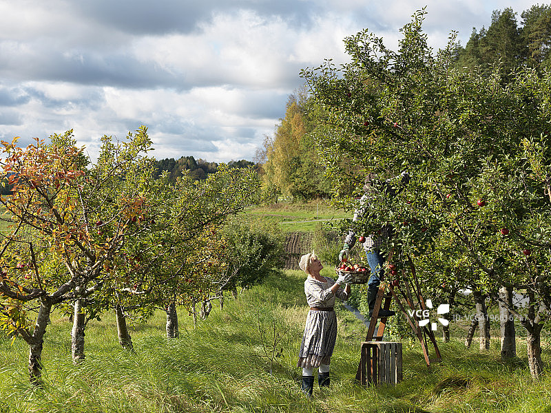 中年夫妇采摘苹果图片素材