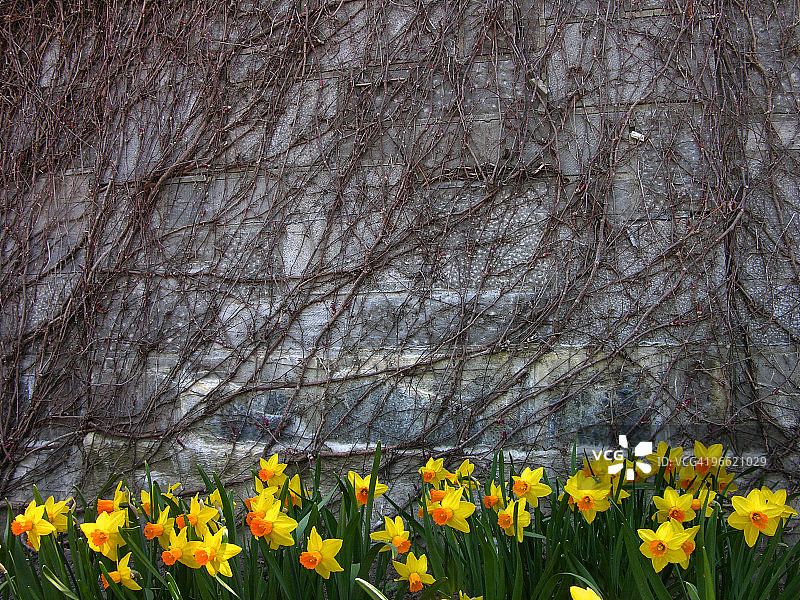 石墙前的洋水仙图片素材