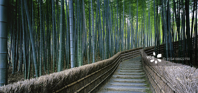 日本京都化野念佛寺竹林图片素材
