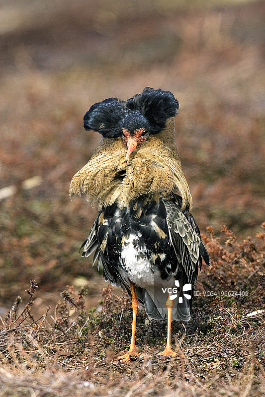 求偶的流苏鹬（雄性）图片素材