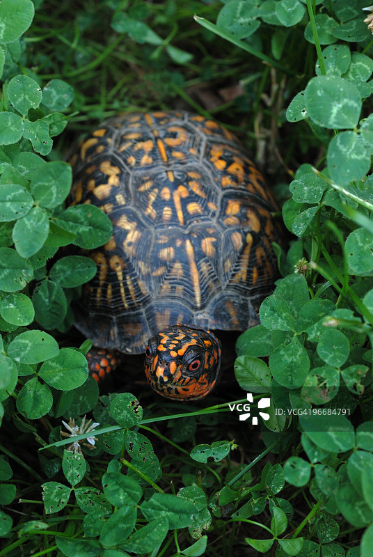 三叶草中的箱龟图片素材