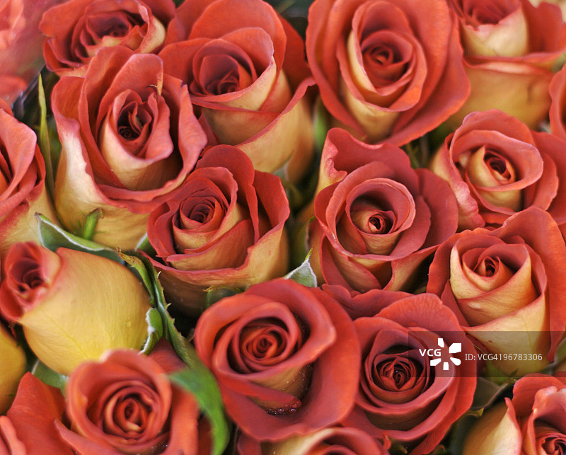 莱昂尼达斯玫瑰花束图片素材