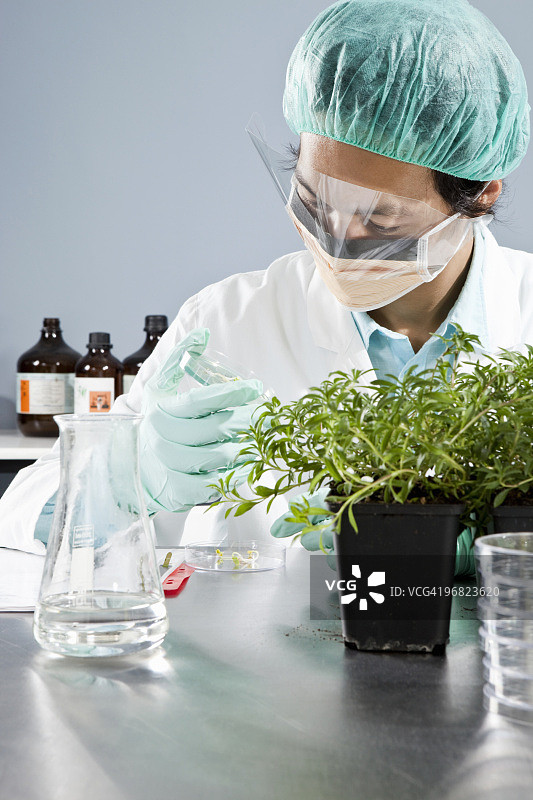 实验室技术员检查培养皿中的植物图片素材