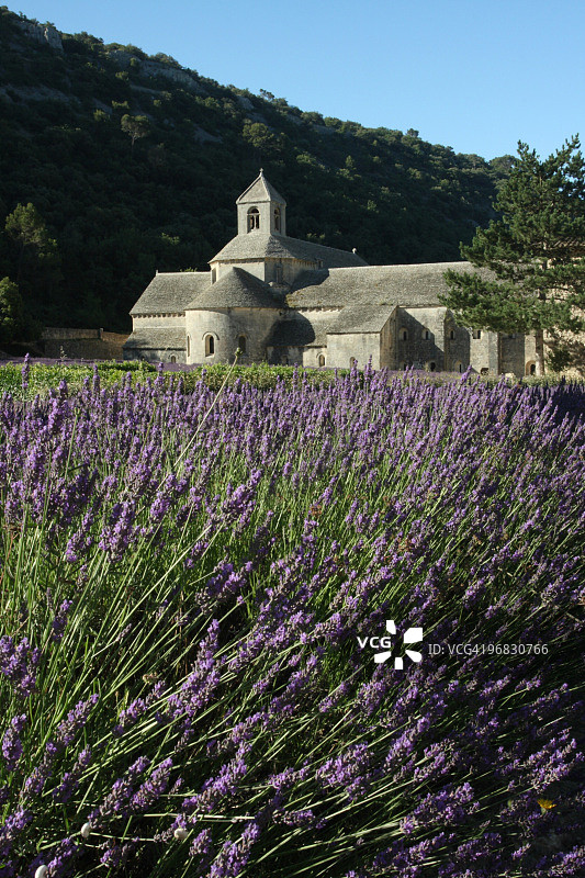 塞南克修道院薰衣草特写图片素材