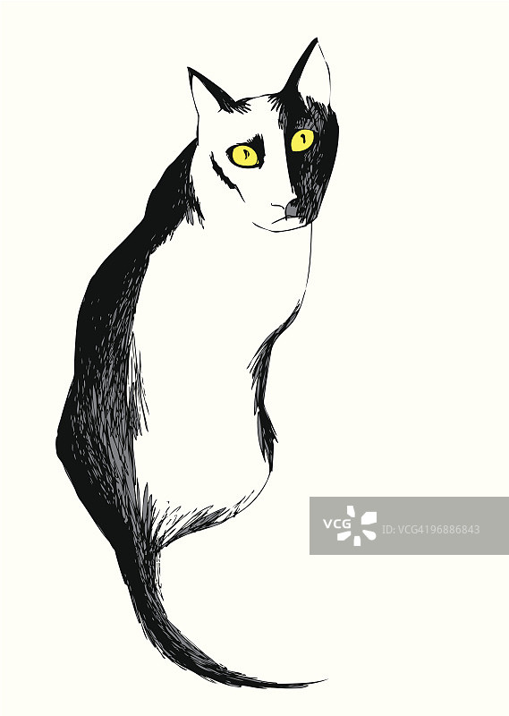 黑白猫图片素材