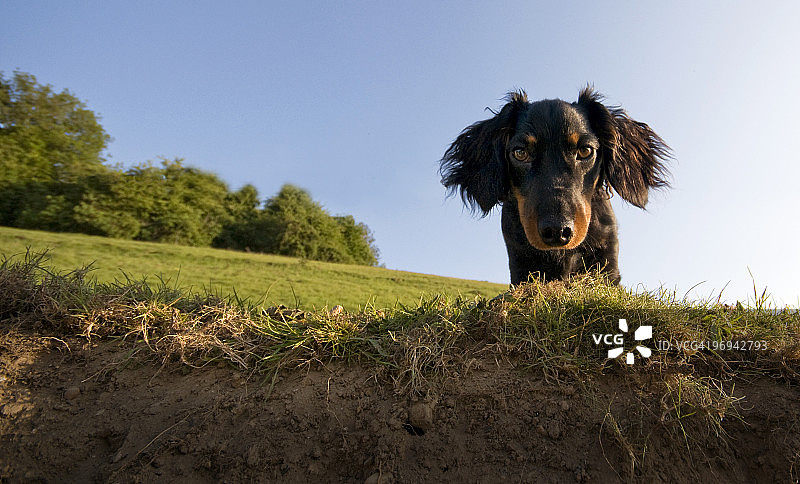 高山犬图片素材