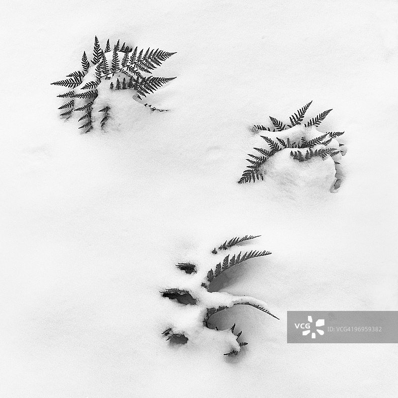 蕨类植物与雪图片素材