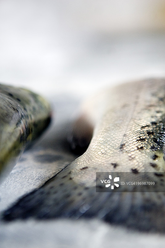 虹鳟鱼尾巴图片素材