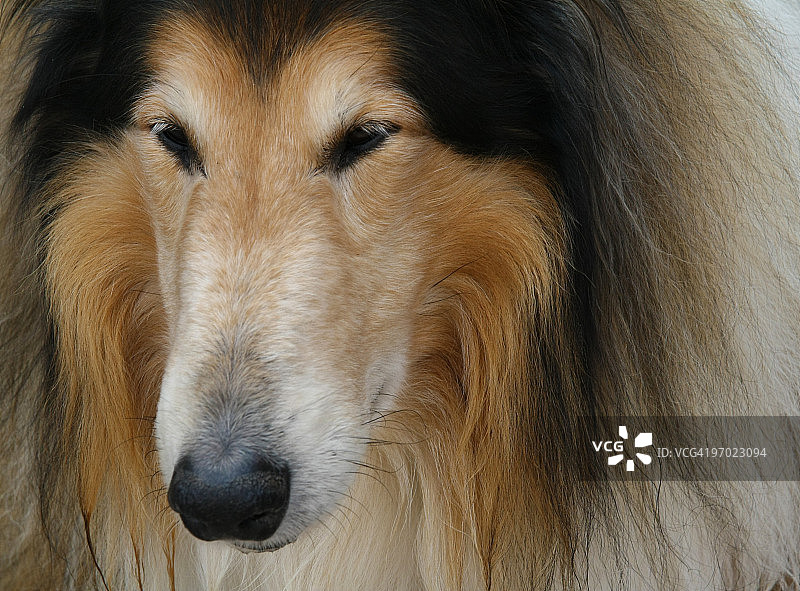 柯利牧羊犬图片素材
