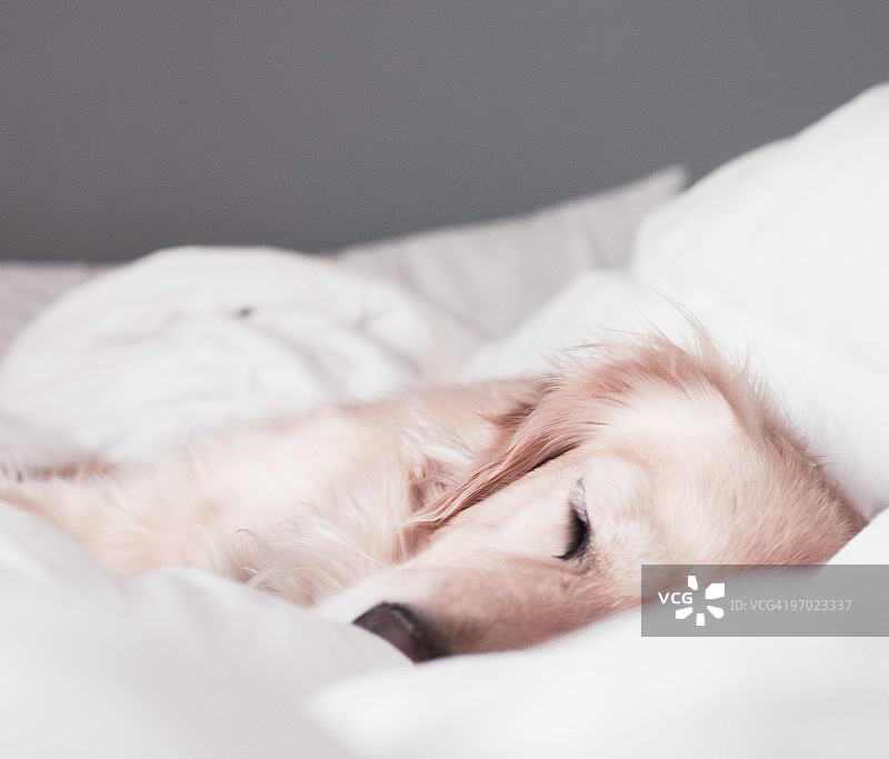 沉睡的狗图片素材
