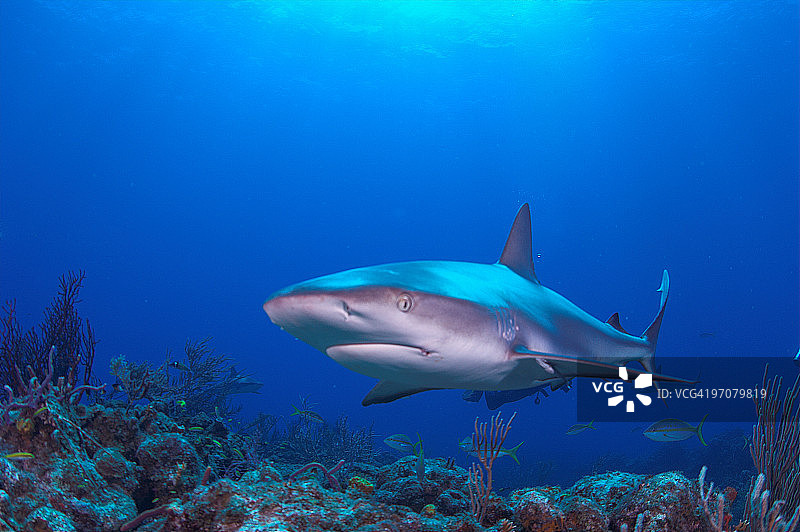 礁鲨图片素材