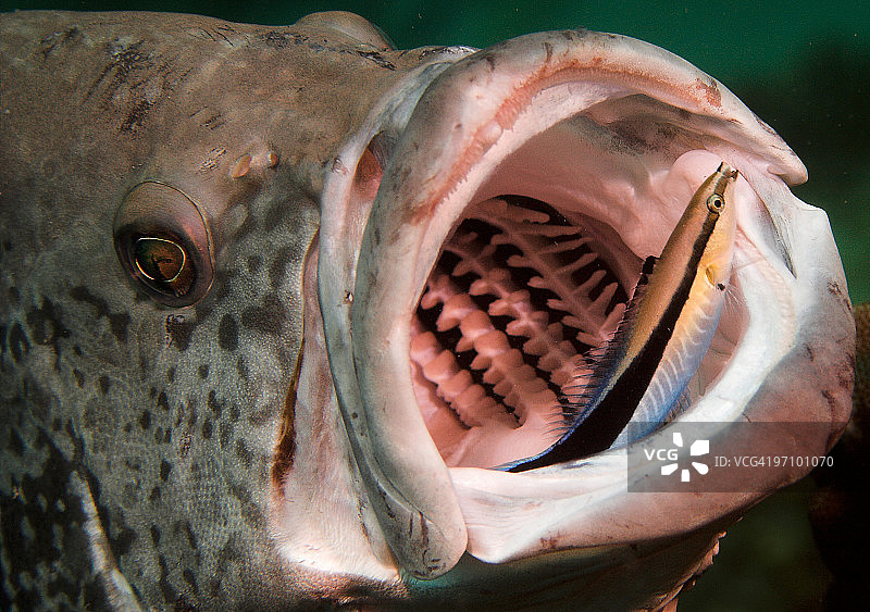 蓝鳍鳕鱼与清洁鱼图片素材