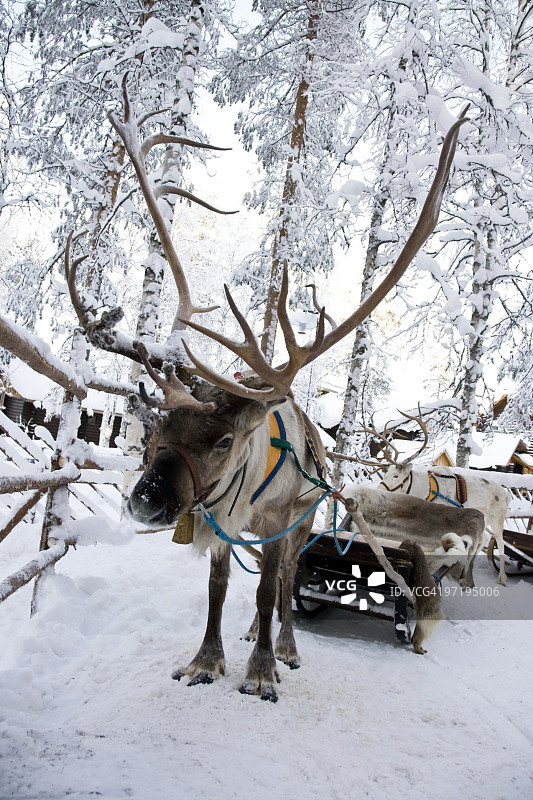 驯鹿图片素材