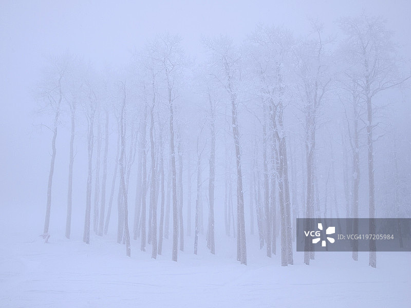 暴风雪中的白杨树图片素材