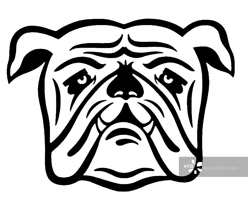 斗牛犬图片素材