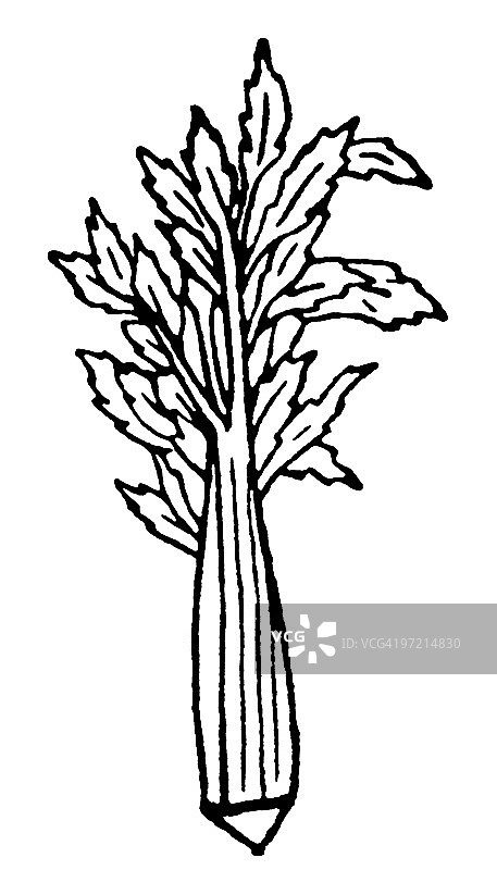 芹菜图片素材