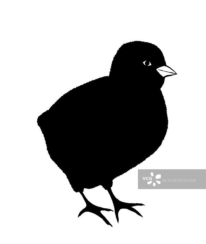 小鸡图片素材
