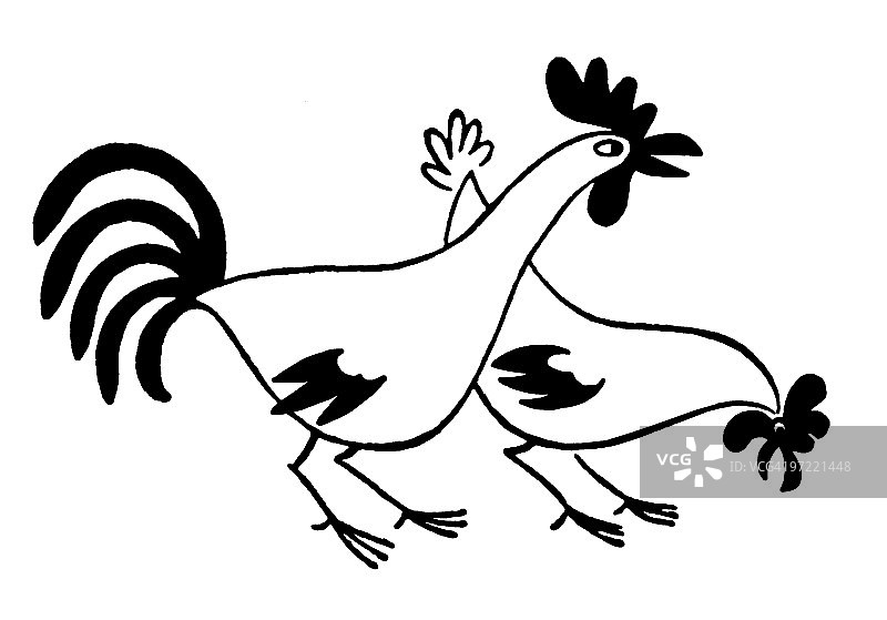 群鸡图片素材