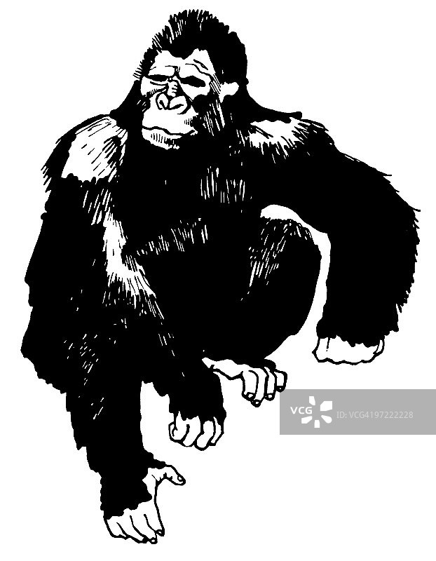 大猩猩图片素材