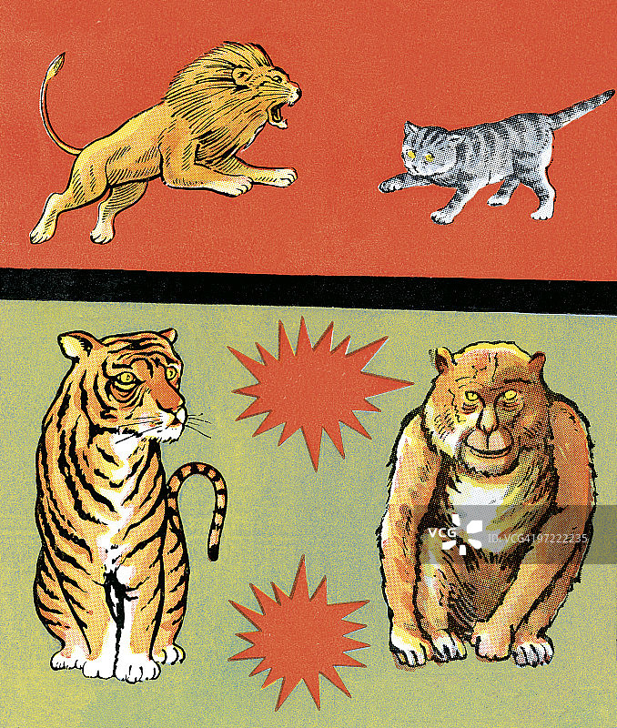 小猫与大猩猩图片素材