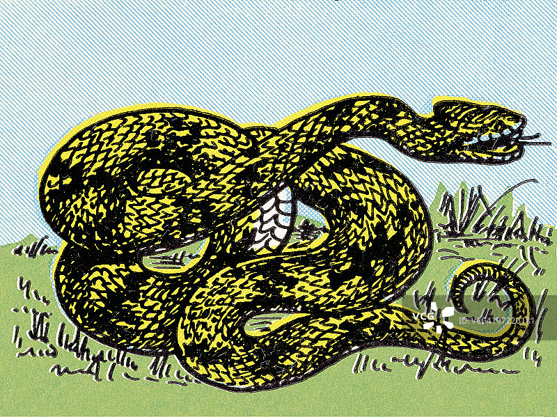 蛇图片素材