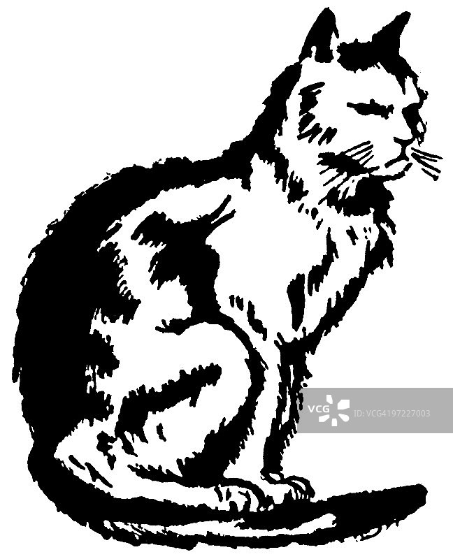猫图片素材