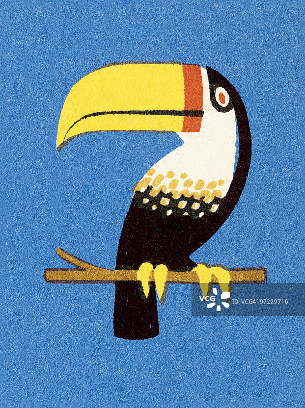 巨嘴鸟图片素材