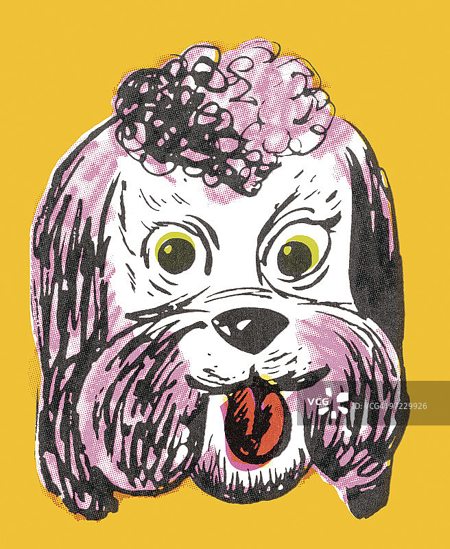 贵宾犬图片素材