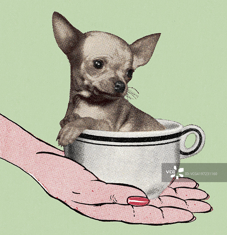 在杯子里的吉娃娃犬，在女人手中图片素材