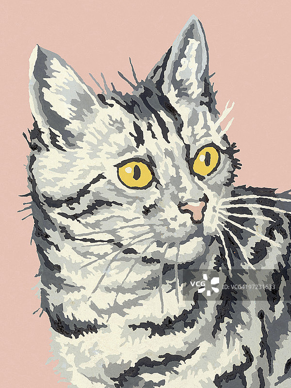 猫图片素材