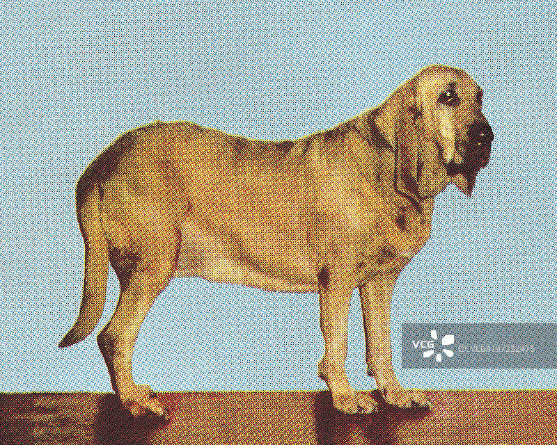 寻血猎犬图片素材