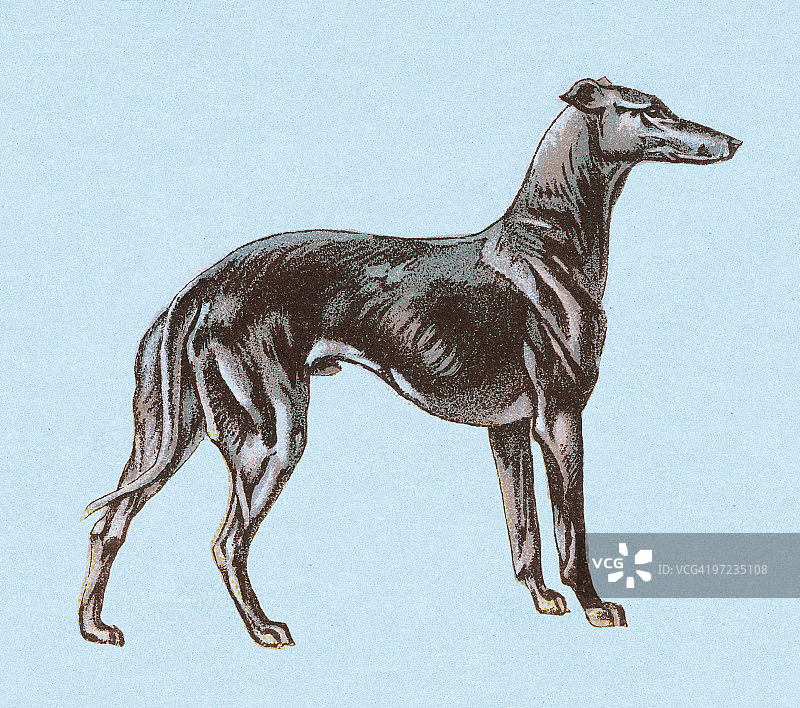 格雷伊猎犬图片素材