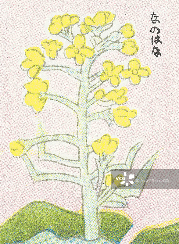 花图片素材