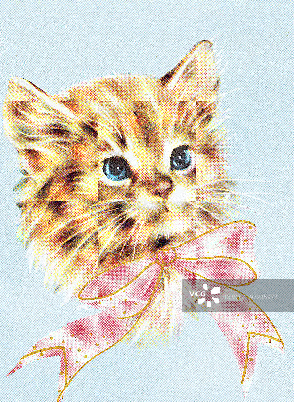 猫图片素材