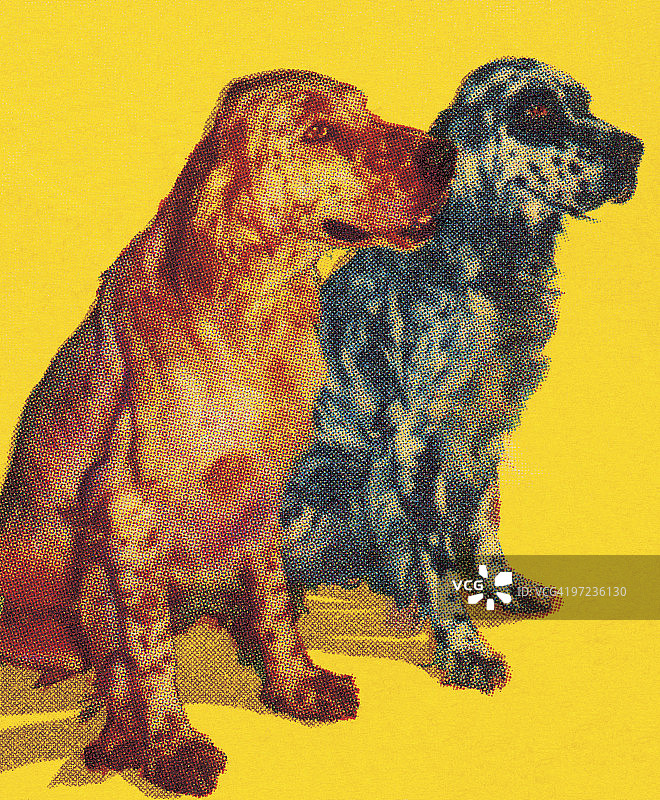 英国雪达犬图片素材