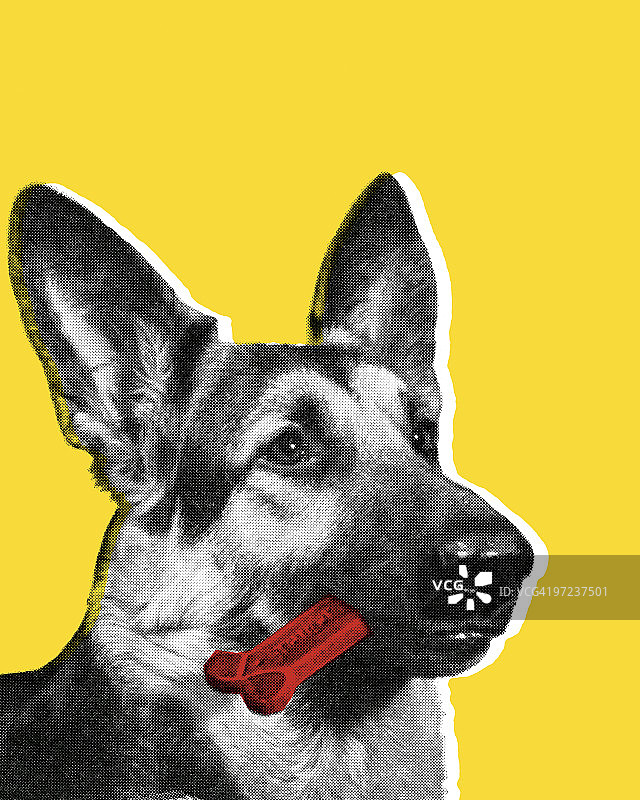 嘴里叼着骨头的德国牧羊犬图片素材