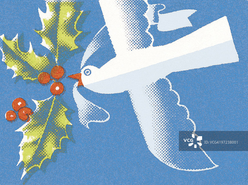带有冬青树枝的鸽子图片素材
