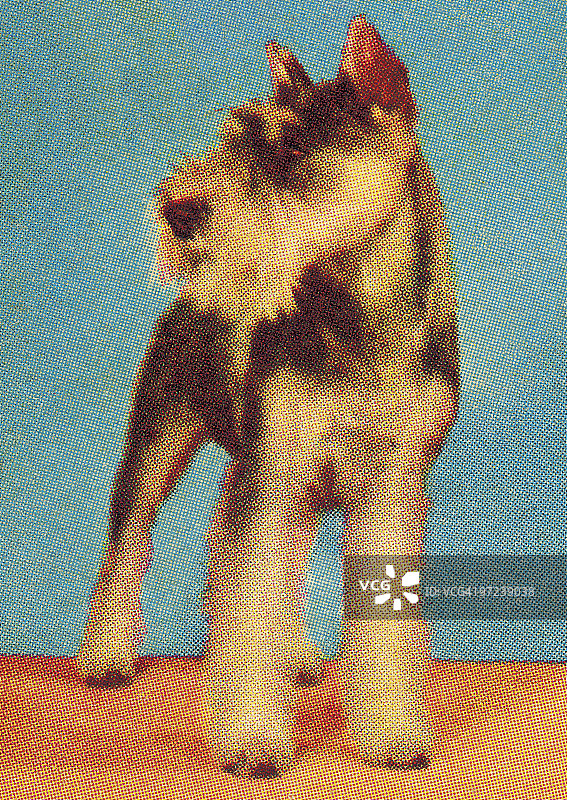 圣伯纳德图片素材