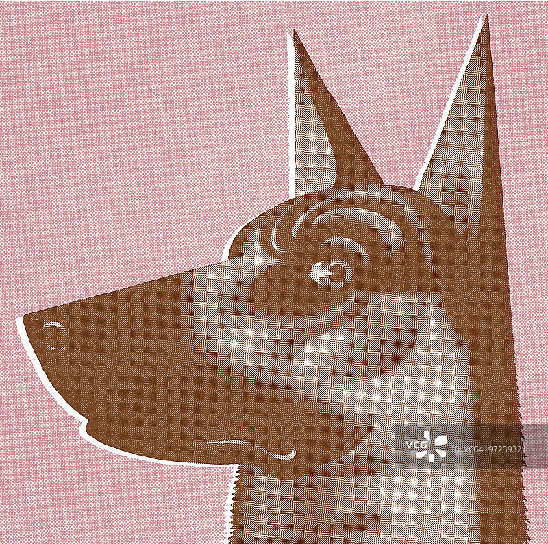 杜宾犬图片素材