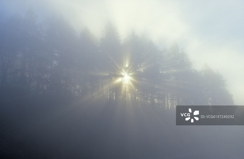 阳光穿过树木和雾气，俄勒冈州塔博尔山，美国图片素材