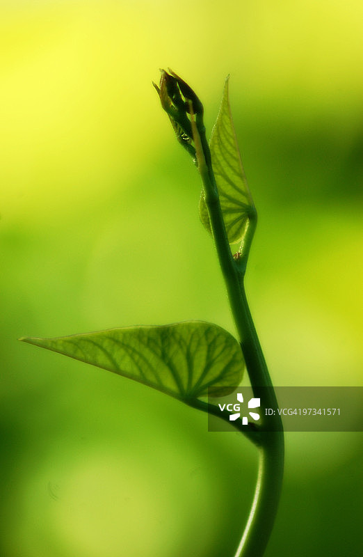 植物绿叶图片素材