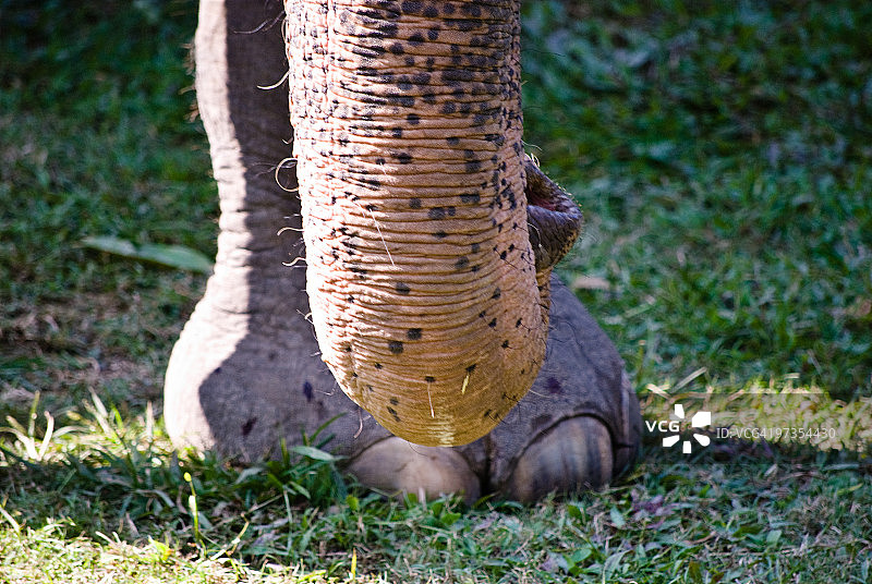 大象的鼻子和脚图片素材