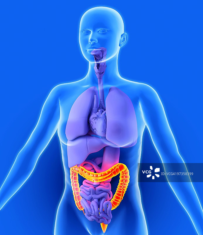 结肠艺术作品图片素材