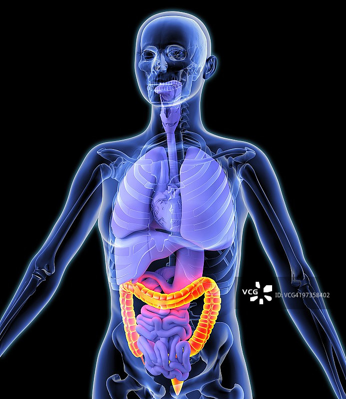 结肠艺术作品图片素材