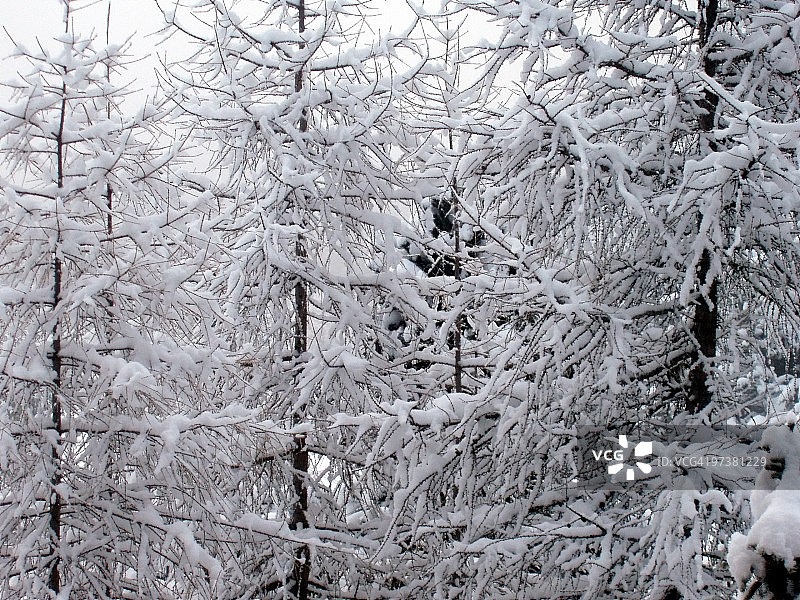 雪树图片素材